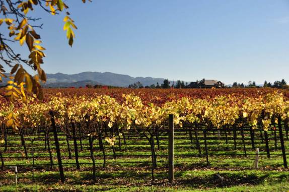 Vinhedos no Napa Valley, na Califórnia, nos Estados Unidos